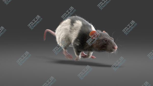 images/goods_img/20210312/3D Rat Fur Animated 4/2.jpg